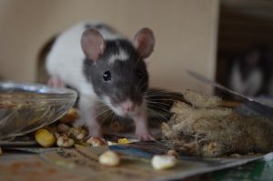 rat and mouse extermination