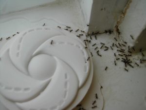 How Can I Keep Ants Out of My Kitchen? - EcoTek Termite and Pest Control