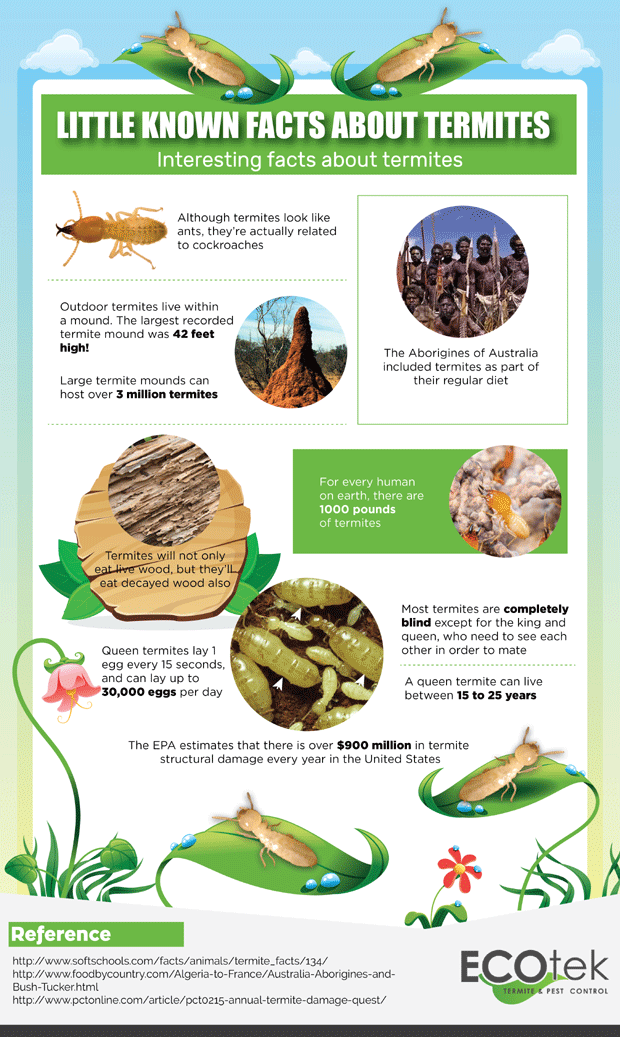 Little Known Facts about Termites
