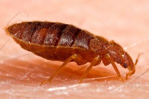 bed bugs FAQ